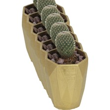 Kaktüs Saksı Dünyası El Yapımı Saksı Seti Dekoratif 6 Adet Saksı Küçük Boy Model 36