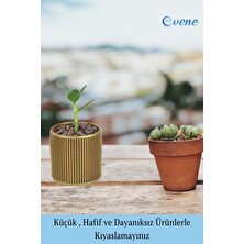 Evene Çiçek Saksısı Sukulent Kaktüs Saksı Düz İnce Çizgili Model