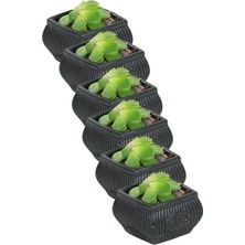 Kaktüs Saksı Dünyası El Yapımı Saksı Seti Dekoratif 6 Adet Saksı Küçük Boy Model 22