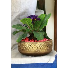 Kaktüs Saksı Dünyası El Yapımı Saksı Premium Kalite Dekoratif Saksı Model 2