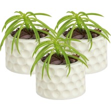 Stein Kohle Dekoratif Saksı Minik Kaktüs Saksısı Renk 3 Adet Saksı Seti Puantiyeli Model