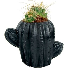 Evene Mini Çiçek Saksısı Küçük Sukulent Kaktüs Saksı Kaktüs Model