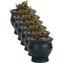 Kaktüs Saksı Dünyası El Yapımı Saksı Seti Dekoratif 6 Adet Saksı Küçük Boy Model 43