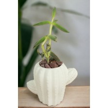 Kaktüs Saksı Dünyası El Yapımı Saksı Dekoratif Saksı Küçük Boy Model 11