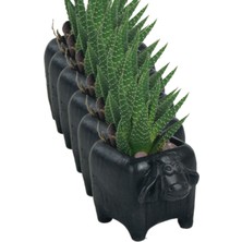 Kaktüs Saksı Dünyası El Yapımı Saksı Seti Dekoratif 6 Adet Saksı Küçük Boy Model 25