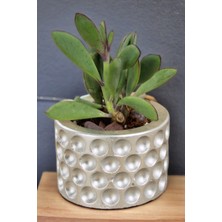 Kaktüs Saksı Dünyası El Yapımı Saksı Dekoratif Saksı Küçük Boy Model 12