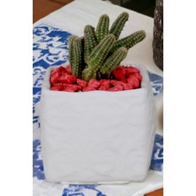 Kaktüs Saksı Dünyası El Yapımı Saksı Premium Kalite Dekoratif Saksı Model 16