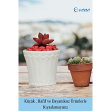 Evene Saksı Kaktüs Saksısı Dekoratif Saksı Model 8