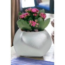 Kaktüs Saksı Dünyası El Yapımı Saksı Premium Kalite Dekoratif Saksı Spiral Oval