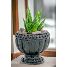 Viselia Premium Saksı Minyatür Dekoratif Kaktüs Sukulent Saksısı Model 17