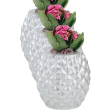 Kaktüs Saksı Dünyası El Yapımı Saksı Premium Kalite Dekoratif Saksı Ananas