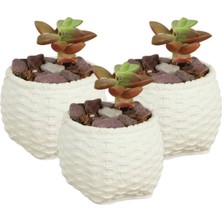 Stein Kohle Dekoratif Saksı Minik Kaktüs Saksısı Renk 3 Adet Saksı Seti Sepet Örgü Model