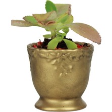 Evene Kaktüs Saksısı Dekoratif Saksı Model 6