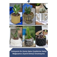 Kaktüs Saksı Dünyası El Yapımı Saksı Seti Dekoratif 6 Adet Saksı Küçük Boy Model 8