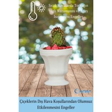 Evene Saksı Kaktüs Saksısı Dekoratif Saksı Model 1