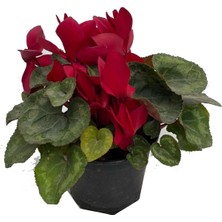 Bitkim Sende Sıklamen Hediyelik Çiçek