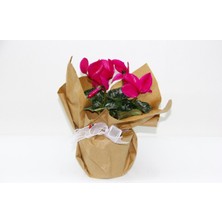 Bitkim Sende Pembe Siklamen Çiçeği - Sevgililer Günü ve Özel Gün Hediyesi