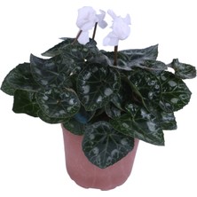 Bitkim Sende Cyclamen Persicum Saksı'da Beyaz Renk ( Iran Siklameni) Hediyelik Çiçek