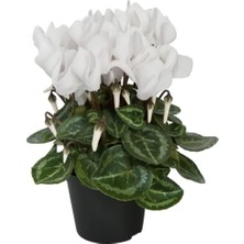 Bitkim Sende Şıklamen Çiçeği Hediyelik Ofis Bitkisi Çiçekli