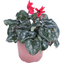 Bitkim Sende Cyclamen Persicum Saksı'da Kırmızı Renk ( Iran Siklameni) Hediyelik Çiçek