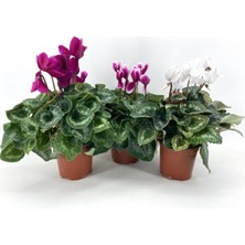 Bitkim Sende Sıklamen Çiçeği-3'lü-Fuşya-Alacalı-Beyaz Çiçekli Bodur Bitki