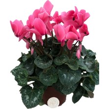 Bitkim Sende Cyclamen Sıklamen Çiçeği Pembe Ev Bitkisi Saksı Çiçekleri Hediyelik Çiçek