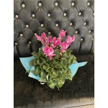 Bitkim Sende Canlı Sıklamen Hediyelik Ofis Bitkisi Çiçekli