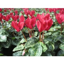 Bitkim Sende Kırmızı Siklamen Çiçeği Fidanı 40 cm Saksılı Çiçekli Bodur Bitki