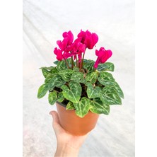 Bitkim Sende Cyclamen Çiçeği Fuşya Saksıda Çiçekli Sıklamen
