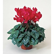 Bitkim Sende Sıklamen Çiçeği Kırmızı - Cyclamen 20-30 cm Çiçekli Bodur Bitki