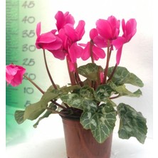 Bitkim Sende Sıklamen Çiçeği Cyclamen 20CM-30CM Cyclamen