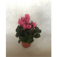 Bitkim Sende Siklamen (Tavşan Kulağı) Mini Pembe Cyclamen