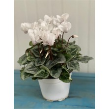 Bitkim Sende Canlı Beyaz Sıklamen Çiçeği 13 cm Saksı Hediyelik Çiçek