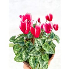 Bitkim Sende Ebruli Cyclamen Çiçeği Saksıda Çiçekli Sıklamen Hediyelik Bitki