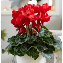 Bitkim Sende Kırmızı Sıklamen Çiçeği 3 Adet Cyclamen