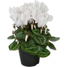 Bitkim Sende Canlı Saksılı Beyaz Sıklamen Çiçeği Fidanı Hediyelik Bitki