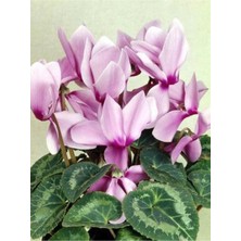 Bitkim Sende Canlı Saksılı Lila Sıklamen Çiçeği Fidanı Hediyelik Bitki