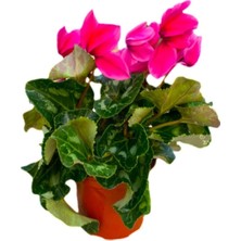 Bitkim Sende Sıklamen Çiçeği Pembe - Cyclamen 20-30 cm Hediyelik Çiçek