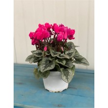 Bitkim Sende Canlı Pembe Sıklamen Çiçeği 13 cm Saksı Çiçekli Bodur Bitki