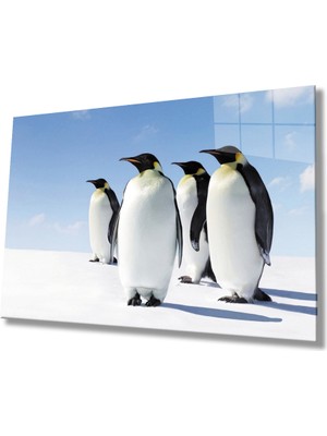 By Çağrı Penguen Hayvan Cam Tablo 4mm Dayanıklı Temperli Cam