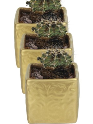 Kaktüs Saksı Dünyası El Yapımı Saksı Premium Kalite Dekoratif Saksı Model 16