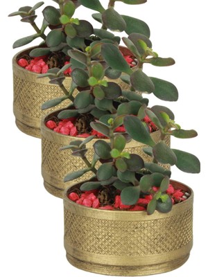 Kaktüs Saksı Dünyası El Yapımı Saksı Premium Kalite Dekoratif Saksı Model 17