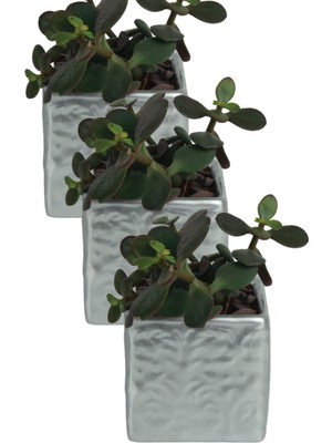 Kaktüs Saksı Dünyası El Yapımı Saksı Premium Kalite Dekoratif Saksı Model 16