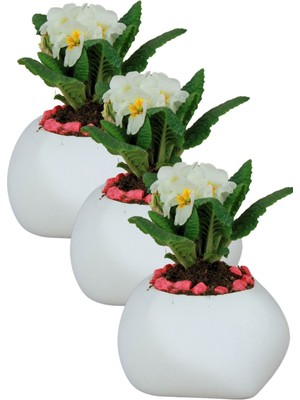 Kaktüs Saksı Dünyası El Yapımı Saksı Seti Premium Kalite 3 Adet Dekoratif Saksı Spiral Oval