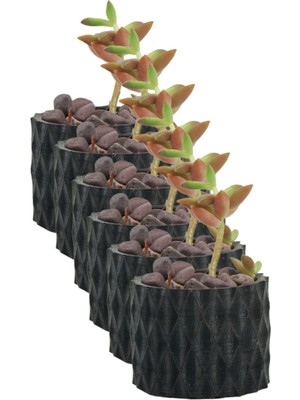 Kaktüs Saksı Dünyası El Yapımı Saksı Seti Dekoratif 6 Adet Saksı Küçük Boy Model 15