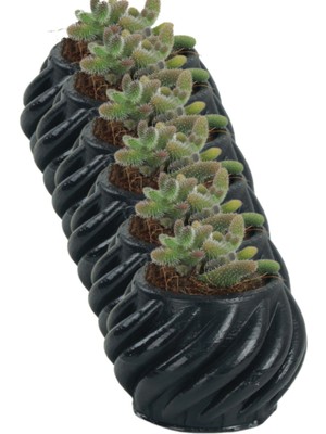 Kaktüs Saksı Dünyası El Yapımı Saksı Seti Dekoratif 6 Adet Saksı Küçük Boy Model 4