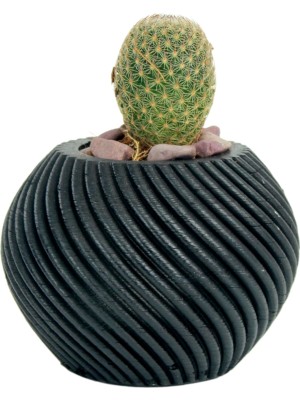Evene Mini Çiçek Saksısı Küçük Sukulent Kaktüs Saksı Ince Çizgili Spiral Model
