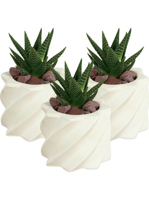 Stein Kohle Dekoratif Saksı Minik Kaktüs Saksısı Renk 3 Adet Saksı Seti Kalın Yıldız Model