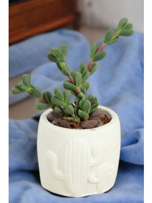 Kaktüs Saksı Dünyası El Yapımı Saksı Dekoratif Saksı Küçük Boy Model 21