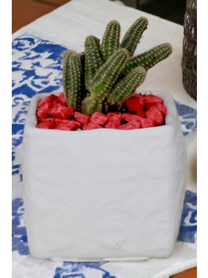 Kaktüs Saksı Dünyası El Yapımı Saksı Premium Kalite Dekoratif Saksı Model 16